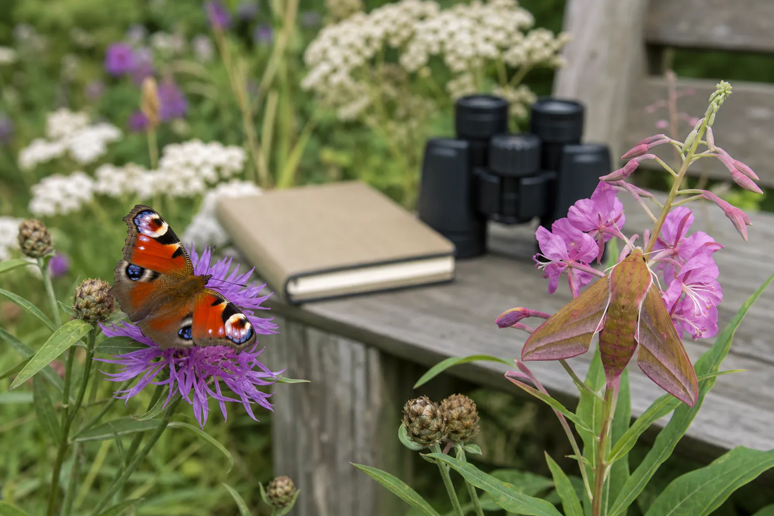 Peacock butterfly and hawk-moth resting naturally on native plants beside close-focus binoculars and a blank field notebook with no text