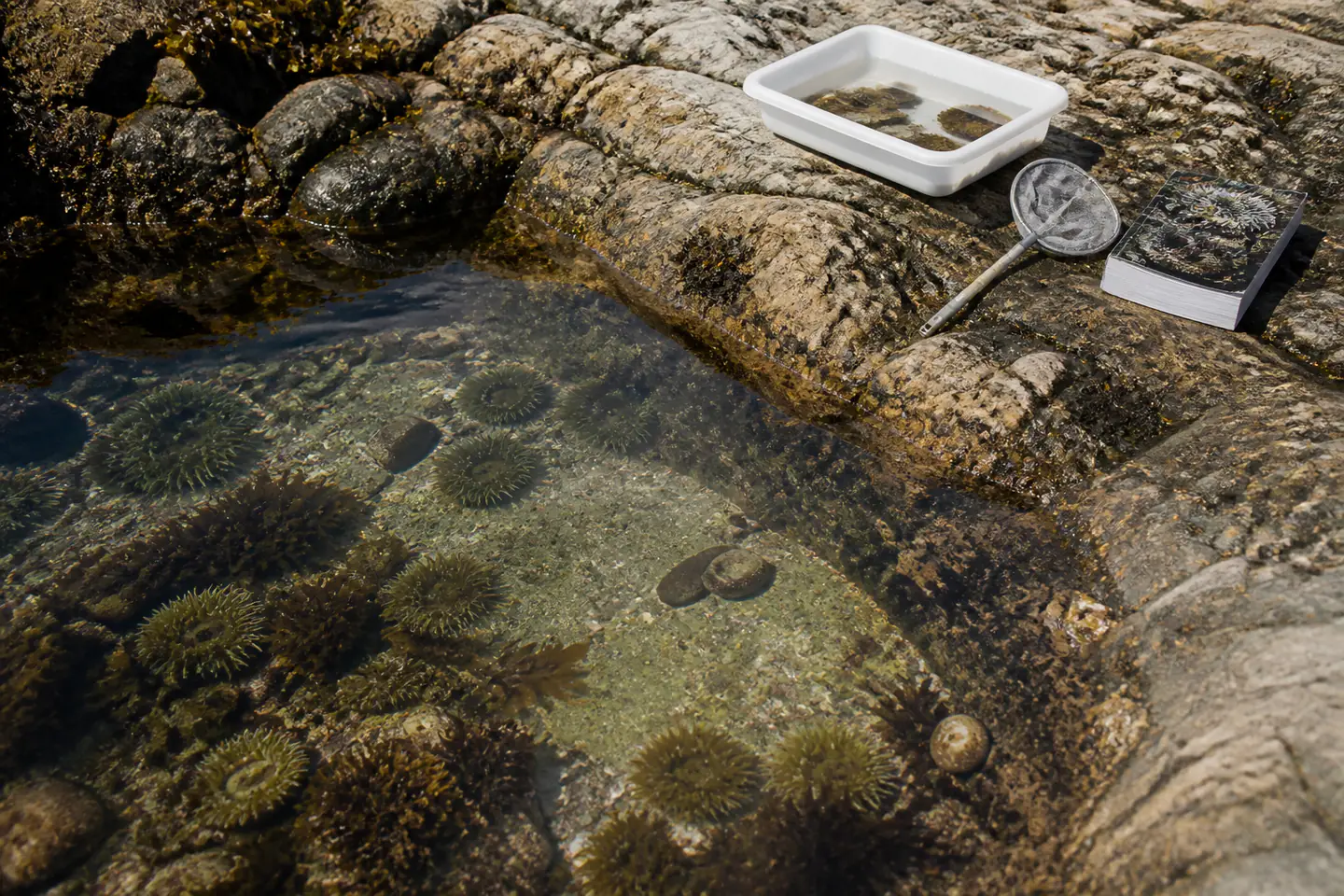 Shallow white observation tray, small pond net and seashore guide beside a clear rocky tide pool